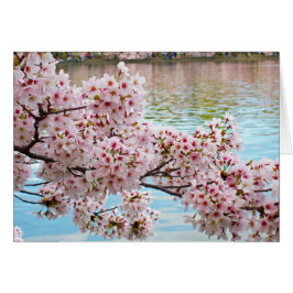 Körsbärs-Blommar OBS Kort