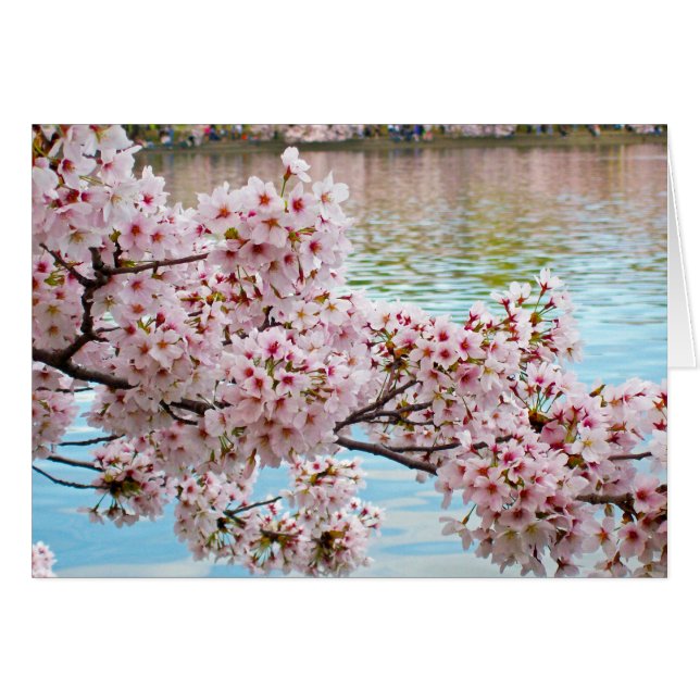 Körsbärs-Blommar OBS Kort (Framsidan Horizontal)