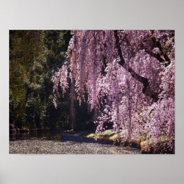 Körsbärs Blommar på Träd över Vatten, liten Poster (Framsidan)