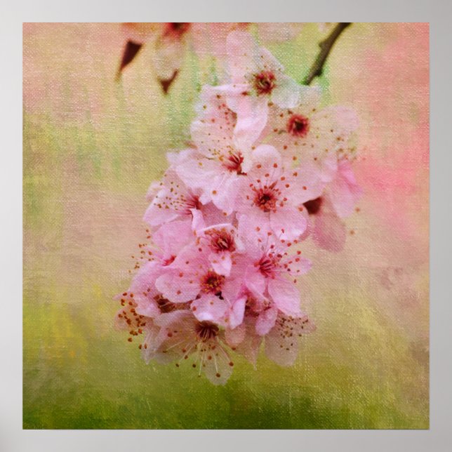 Körsbärs-Blommar Poster (Framsidan)