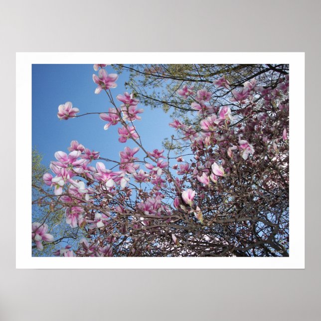 Körsbärs-Blommar Poster (Framsidan)