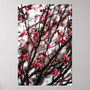 Körsbärs Blommar Poster