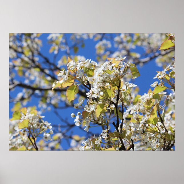 Körsbärs Blommar Poster (Framsidan)