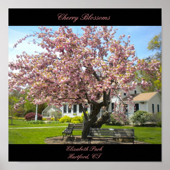 Körsbärs Blommar Poster (Framsidan)