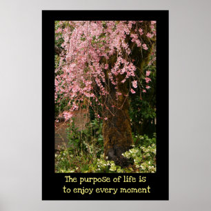 Körsbärs blommar poster