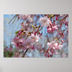 Körsbärs-Blommar Poster
