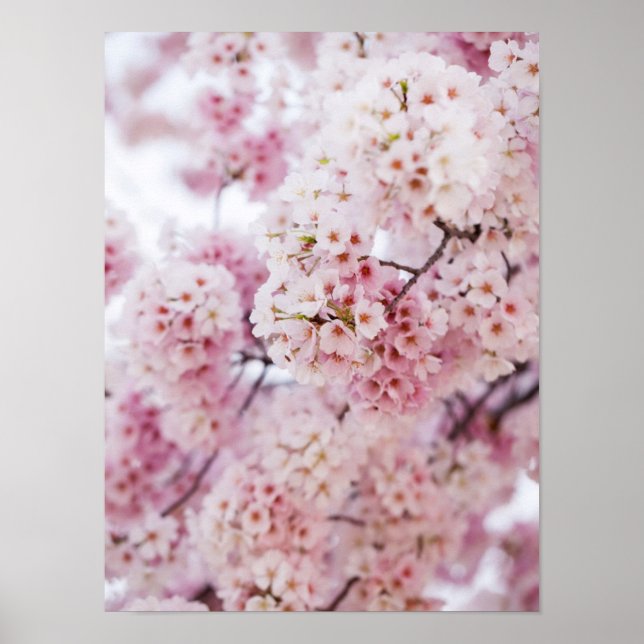 Körsbärs-Blommar Poster (Framsidan)
