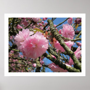 Körsbärs Blommar Poster
