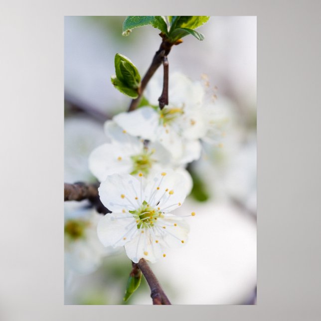 Körsbärs blommar poster/kanvastryck poster (Framsidan)