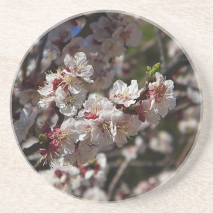 Körsbärs-Blommar Underlägg