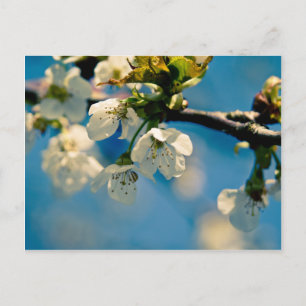 Körsbärs Blommar ・ vykort