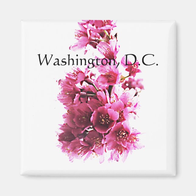 Körsbärs blommar. Washington, D.C. Magnet (Framsidan)
