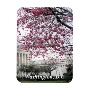 Körsbärs blommar. Washington, D.C. Magnet