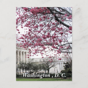 Körsbärs blommar. Washington, D.C. Vykort