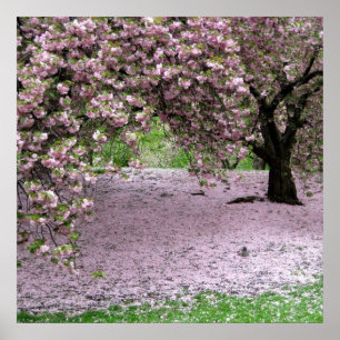 körsbärsbär, blommar vår poster FRÅN 8,99