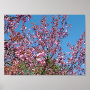 Körsbärsblåsande träd i blå himmel poster