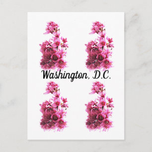 Körsbärsblom i Washington, D.C. Vykort