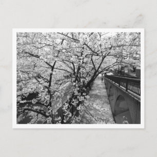 Körsbärsblom: Megurofloden, Tokyo (svart/vit) Vykort