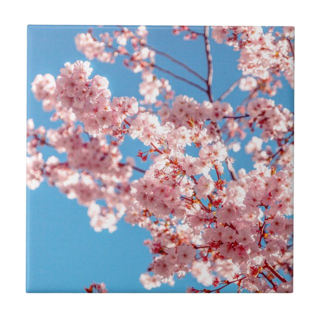 Körsbärsblom Sakura Blomträd Kakelplatta (Framsidan)