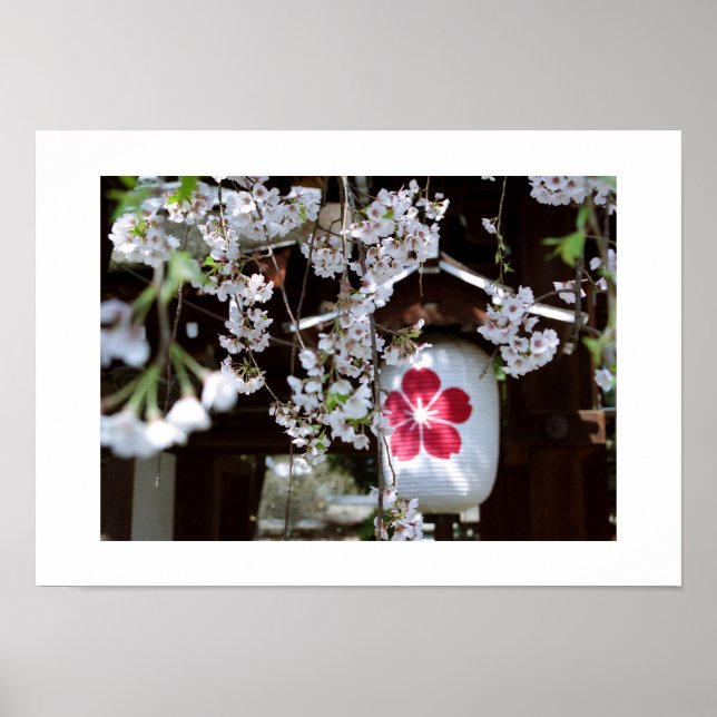 Körsbärsblomfestivalen: Kyoto Poster (Framsidan)