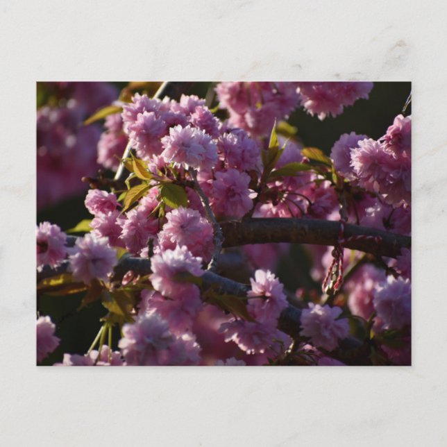 Körsbärsblomma  vykort (Framsida)