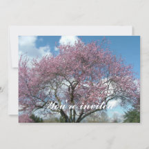 körsbärsblommande träd på våren