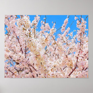 KörsbärsBlommar i Fullt Bloom Poster