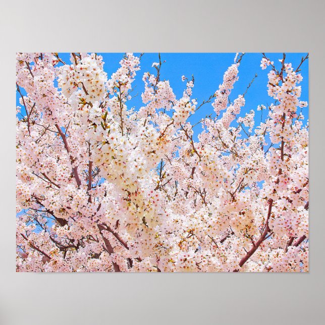 KörsbärsBlommar i Fullt Bloom Poster (Framsidan)