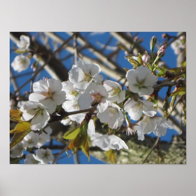 KörsbärsBlommar Poster Skriv ut (Framsidan)