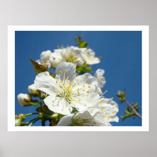 Körsbärsblommor Fina konsttryck Vår Blå Himmel Poster