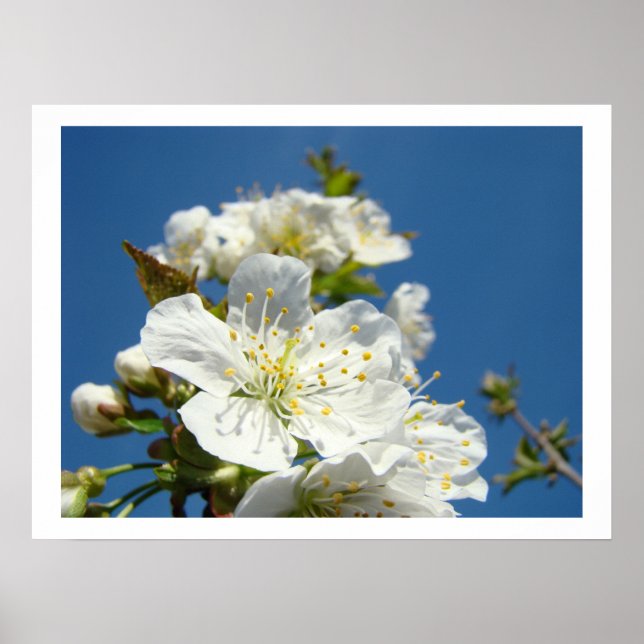 Körsbärsblommor Fina konsttryck Vår Blå Himmel Poster (Framsidan)