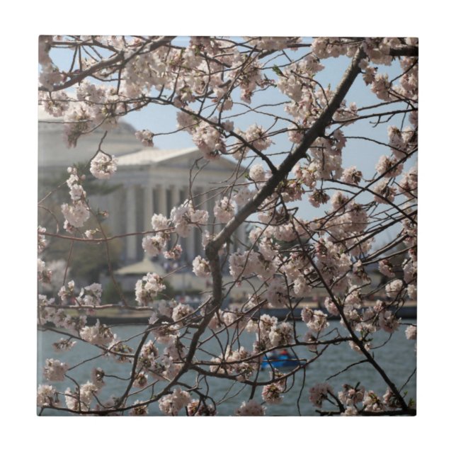 Körsbärsblommor i blom i Washington DC Kakelplatta (Framsidan)