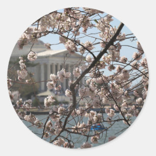 Körsbärsblommor i blom i Washington DC Runt Klistermärke