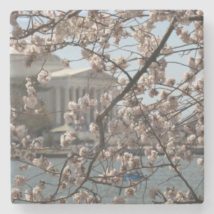 Körsbärsblommor i blom i Washington DC Underlägg Sten