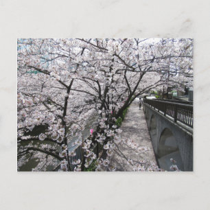 Körsbärsblommor: Megurofloden, Tokyo Vykort