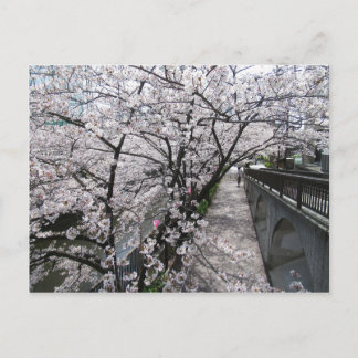 Körsbärsblommor: Megurofloden, Tokyo Vykort