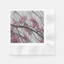 Körsbärsblommor