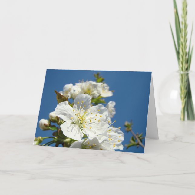 Körsbärsblommor Välkomstkort Blå Himmel Vår Helgkort (Framsida)