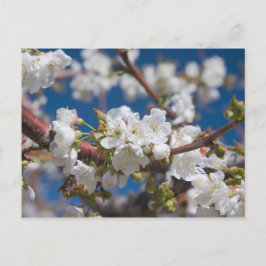 Körsbärsblommor Vykort