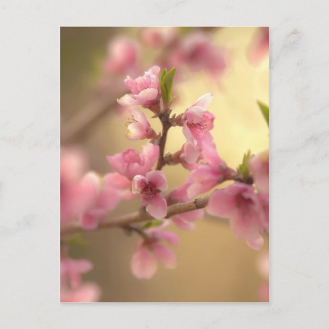 Körsbärsblommor Vykort (Framsida)