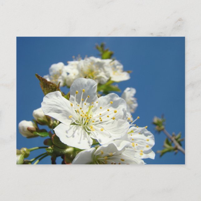 Körsbärsblommor vykort Service Kampanjer Event (Framsida)