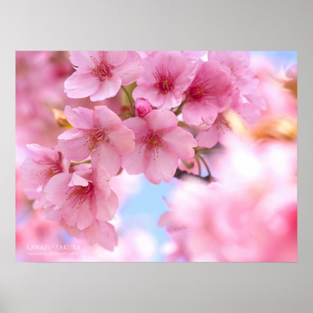 Körsbärsblomning "Kawazu-zakura": Affisch (Framsidan)