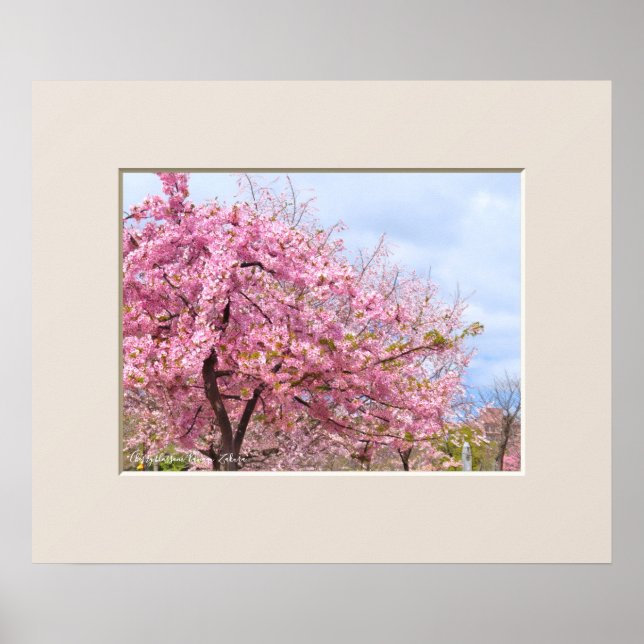 Körsbärsblomning "Kawazu-Zakura"-affisch Poster (Framsidan)