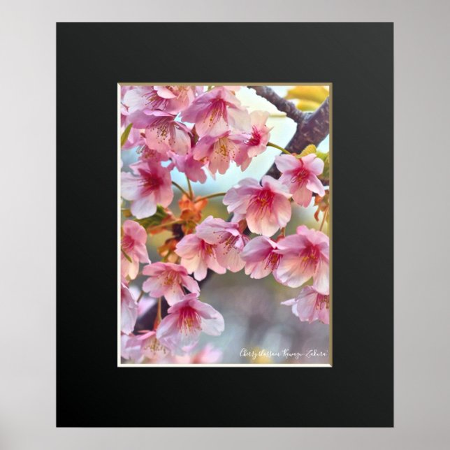 Körsbärsblomning "Kawazu-Zakura"-affisch Poster (Framsidan)