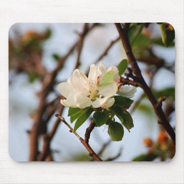 Körsbärsblomning Musmatta (Framsidan)