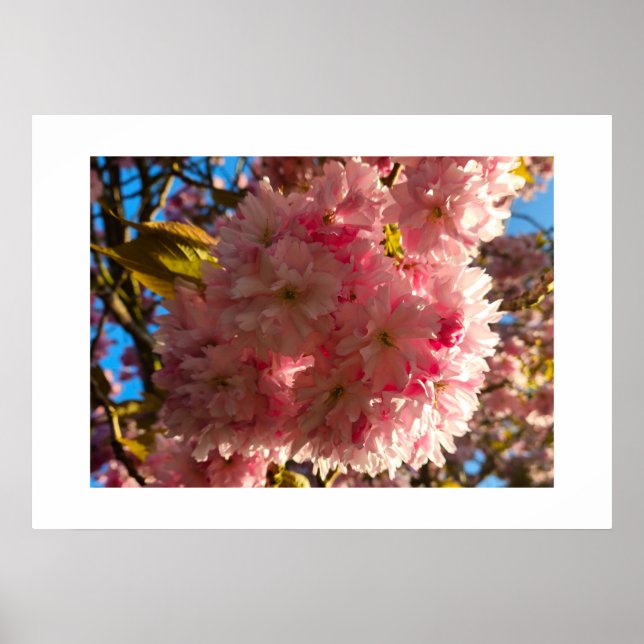 Körsbärsblomning  poster (Framsidan)