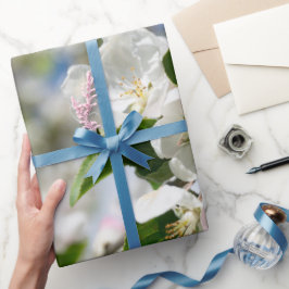 Körsbärsblomning. Presentpapper