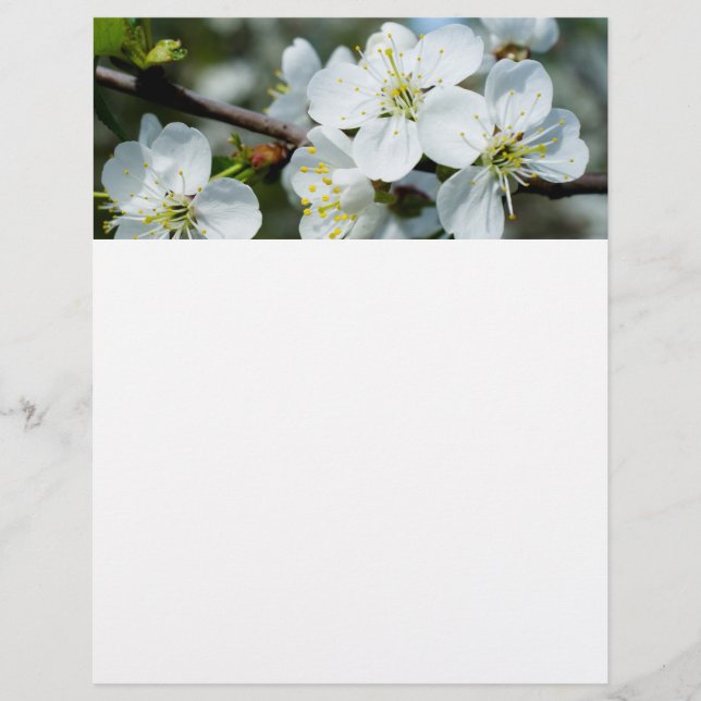 Körsbärsblomning Reklamblad (Framsidan)