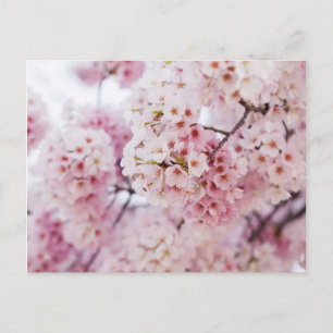 Körsbärsblomning Vykort