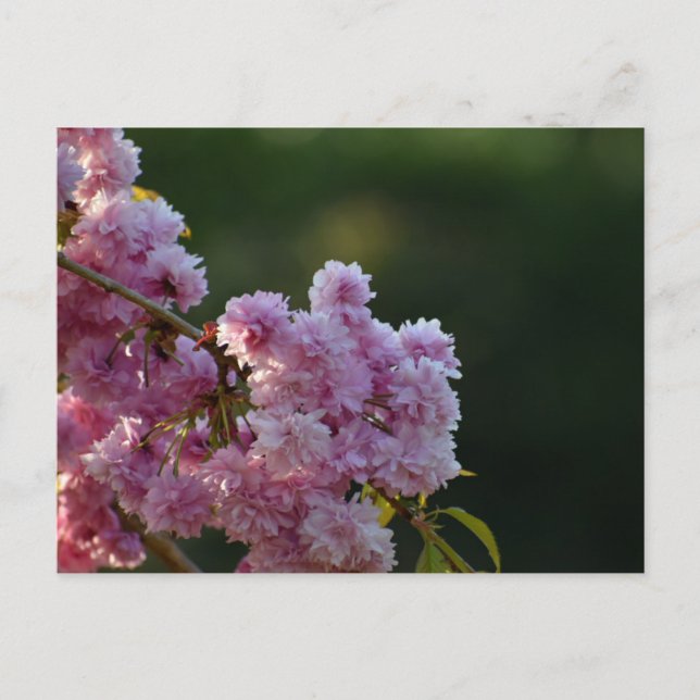 Körsbärsblomning  vykort (Framsida)